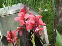 МНОГОЛЕТНИЕ ЦВЕТЫ ЦВЕТУЩИЕ ВСЕ ЛЕТО ДО ПЕРВЫХ ЗАМОРОЗКОВ - Изображение #3, Объявление #866337