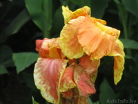 МНОГОЛЕТНИЕ ЦВЕТЫ ЦВЕТУЩИЕ ВСЕ ЛЕТО ДО ПЕРВЫХ ЗАМОРОЗКОВ - Изображение #1, Объявление #866337