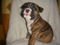   ОТДАМ ЩЕНКОВ  !!! В ХОРОШИЕ РУКИ (стаф- терьера) - Изображение #3, Объявление #864602