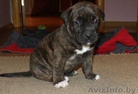   ОТДАМ ЩЕНКОВ  !!! В ХОРОШИЕ РУКИ (стаф- терьера) - Изображение #1, Объявление #864602