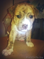   ОТДАМ ЩЕНКОВ  !!! В ХОРОШИЕ РУКИ (стаф- терьера) - Изображение #4, Объявление #864602