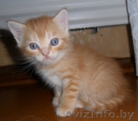 Британские скотиш страйт и фолд - Изображение #3, Объявление #918482