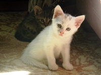 Отдаю котят в добрые руки - Изображение #2, Объявление #935764