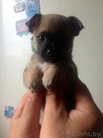 Чихуахуа продажа - Изображение #1, Объявление #930420