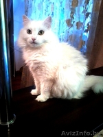 Отдам кошек в дар - Изображение #2, Объявление #943757
