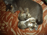 Ручные, игривые котятки - Изображение #3, Объявление #1000959