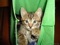 Ручные, игривые котятки - Изображение #1, Объявление #1000959