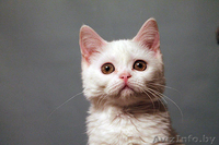 белый скоттиш страйт - Изображение #4, Объявление #908593