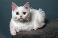 белый скоттиш страйт - Изображение #1, Объявление #908593