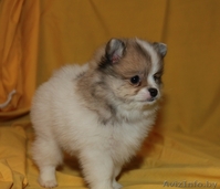 Мальчик померанского шпица - Изображение #4, Объявление #1005048