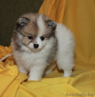 Мальчик померанского шпица - Изображение #5, Объявление #1005048