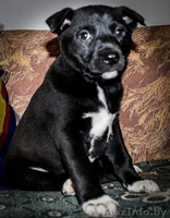 щенки ищут своего хозяина - Изображение #3, Объявление #1027639