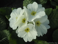 Примула к 14 февраля и 8 марта - Изображение #3, Объявление #1033805