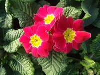 Примула к 14 февраля и 8 марта - Изображение #4, Объявление #1033805