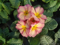 Примула к 14 февраля и 8 марта - Изображение #2, Объявление #1033805