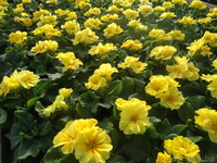 Примула к 14 февраля и 8 марта - Изображение #1, Объявление #1033805