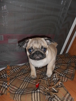 мопса щенок продается - Изображение #2, Объявление #1062635