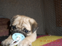 мопса щенок продается - Изображение #3, Объявление #1062635