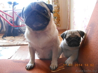 мопса щенок продается - Изображение #4, Объявление #1062635