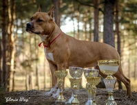 Шикарные девочки Американского стаффордширского терьера.  - Изображение #1, Объявление #1057110