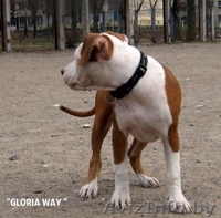 Шикарные девочки Американского стаффордширского терьера.  - Изображение #6, Объявление #1057110