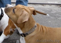 Шикарные девочки Американского стаффордширского терьера.  - Изображение #5, Объявление #1057110