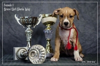 Шикарные девочки Американского стаффордширского терьера.  - Изображение #2, Объявление #1057110