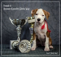 Шикарные девочки Американского стаффордширского терьера.  - Изображение #3, Объявление #1057110