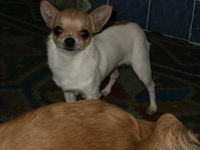 шенки чихуа хау - Изображение #1, Объявление #1070698