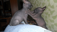 котятки донского сфинкса - Изображение #2, Объявление #1068981