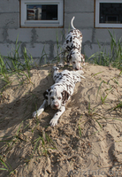 щенки далматина от выездной вязки в Германии - Изображение #1, Объявление #1094716