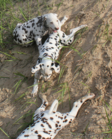 щенки далматина от выездной вязки в Германии - Изображение #2, Объявление #1094716