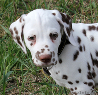 щенки далматина от выездной вязки в Германии - Изображение #3, Объявление #1094716