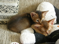 Абиссинские котята, дорого - Изображение #2, Объявление #1091791