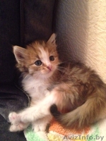 котёнок в добрые и хорошие руки - Изображение #2, Объявление #1095996