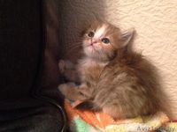 котёнок в добрые и хорошие руки - Изображение #1, Объявление #1095996