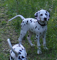 щенки далматина от выездной вязки в Германии - Изображение #5, Объявление #1094716
