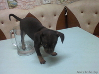 Продаюм Щенков  Той - терьер - Изображение #2, Объявление #1105289