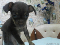 Продаюм Щенков  Той - терьер - Изображение #1, Объявление #1105289