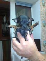 Продаюм Щенков  Той - терьер - Изображение #3, Объявление #1105289