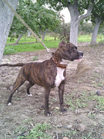 продам щенков стаффа - Изображение #6, Объявление #1098480