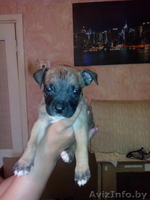 продам щенков стаффа - Изображение #1, Объявление #1098480