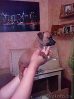 продам щенков стаффа - Изображение #4, Объявление #1098480