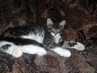 Котята мейн-кун - Изображение #2, Объявление #1118583