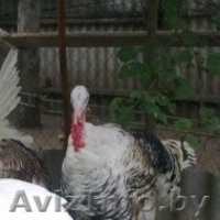 индюки и индюшки 7 месяцев  - Изображение #1, Объявление #1164483