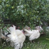 индюки и индюшки 7 месяцев  - Изображение #6, Объявление #1164483