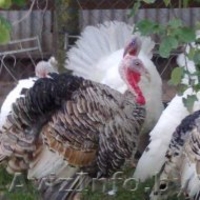 индюки и индюшки 7 месяцев  - Изображение #2, Объявление #1164483