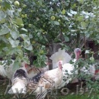 индюки и индюшки 7 месяцев  - Изображение #4, Объявление #1164483