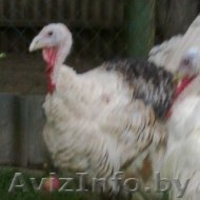 индюки и индюшки 7 месяцев  - Изображение #3, Объявление #1164483