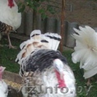 индюки и индюшки 7 месяцев  - Изображение #5, Объявление #1164483